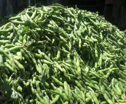 لماذا يسود الفول والبازلاء موائد أهالي الغوطة؟