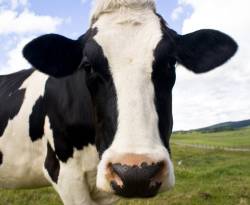 اقتصاديات.. الانتصارات والأعلاف