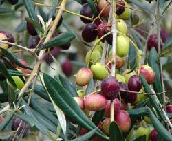 ماذا حل بزيتون حوران؟