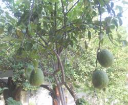 فلاحو الساحل يقطفون حمضياتهم قبل النضج.. والسبب..!!