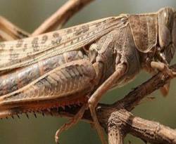 زراعة النظام.. الجراد لم يدخل إلى درعا، وإنما حشرات تشبهها