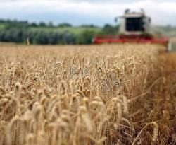 تكهنات بأن النظام لم يشترِ قمحاً روسياً في مناقصة مُعلنة