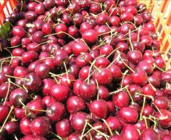 سيناريو مُرتقب في أسواق دمشق...الكرز يُباع بالحبة