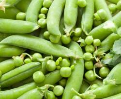 البازلاء.. محصول شتوي يؤمن عشرات فرص العمل الموسمية في درعا