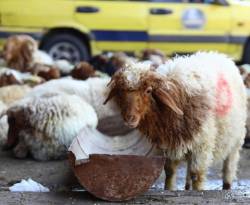 بسبب التصدير.. أسعار الغنم الحي ترتفع 15 بالمئة