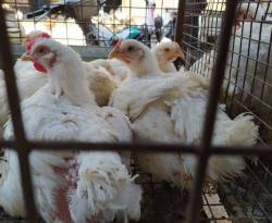 تراجع سعر الفروج الحي إلى ما دون التكلفة