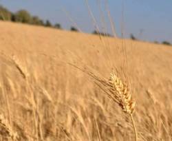 الغوطة الشرقية على أبواب الاكتفاء الذاتي