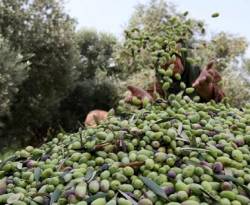 25 مليون شجرة زيتون لا يصلها أصحابها بسبب حواجز النظام.. وموسم الزيت لا يكفي للاستهلاك المحلي