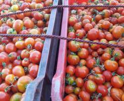 أسعار سلع في إدلب وحلب وريف دمشق الغربي