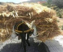 في طرطوس.. الحمار بـ 4 ملايين ليرة