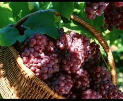 زراعة الكرمة في درعا.. مساحات واسعة باتت 