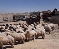 انخفاض كبير في أسعار لحم الغنم الحي.. ما السبب؟