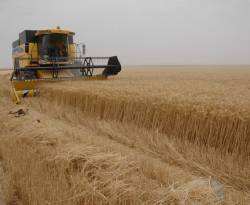 النظام يتساءل: أين ذهب محصول البلد من القمح..؟!