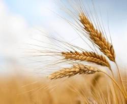 حكومة النظام تطرح مناقصة لشراء 200 ألف طن من القمح