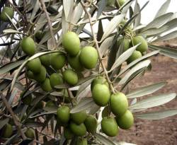 150 مليار ليرة الإنتاج المتوقع من الزيتون..فلمن الإيرادات..؟