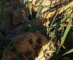 الجراد يجتاح مساحات واسعة جنوب إدلب.. والإمكانيات المحلية عاجزة