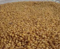 وكالة: حكومة النظام تطرح مناقصة لشراء 200 ألف طن قمح باستخدام خط ائتمان إيراني