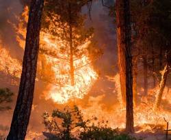 11 حريقاً في يوم واحد يلتهم غابات طرطوس