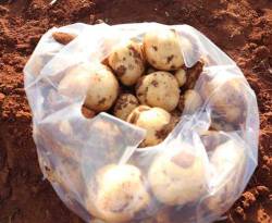 انخفاض كبير بأسعار البطاطا