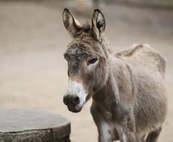 79 ألف حمار في سوريا.. ثروة وطنية جديدة