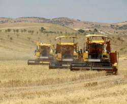 في سوريا: أسوأ محصول قمح منذ 40 عاماً