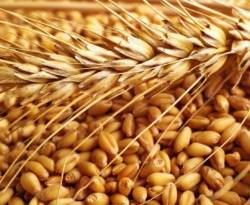 أنباء عن عدم شراء أي قمح روسي في مناقصة أعلنها النظام