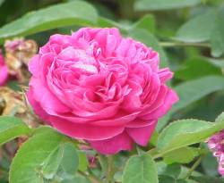 النظام يتطلع لدعم الاقتصاد بـ 