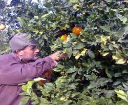 إذا كانت حمضيات الساحل غير صالحة للاستهلاك البشري.. ماذا يفعل 