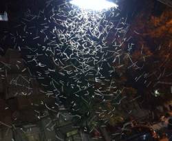 كيف كافح النظام.. البرغش؟!