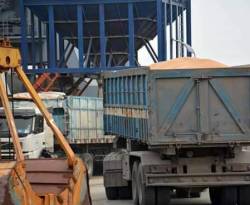 في اللاذقية.. يسرقون القمح المستورد