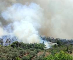 الحرائق في سوريا التهمت أكثر من 3 آلاف هكتار خلال أربعة أشهر