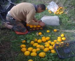 روسيا ترفض الحمضيات السورية.. تعرف على السبب؟