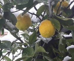 الصقيع يضرب أشجار الليمون بريف حمص.. والحرارة وصلت إلى 10 درجات تحت الصفر