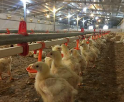 مسؤول في النظام: عدد المداجن انخفض بأكثر من النصف منذ العام 2011