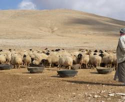 رئيس اتحاد فلاحي النظام يعترض على الشروط وليس على مبدأ تصدير الأغنام والماعز