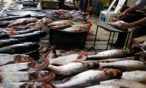 المواطن السوري بالكاد يأكل كيلو سمك واحد في العام