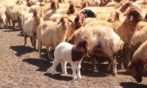 أرقام قياسية لأسعار المواشي في درعا.. ما الأسباب؟