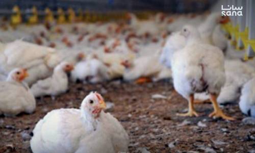 انتقادات للتأخر في قرار السماح باستيراد "فروج الريش"