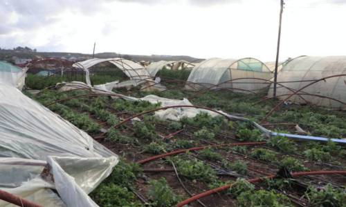 تعويض مزارعين متضررين من "التنين البحري" في طرطوس